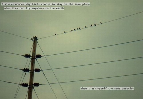 birds.jpg