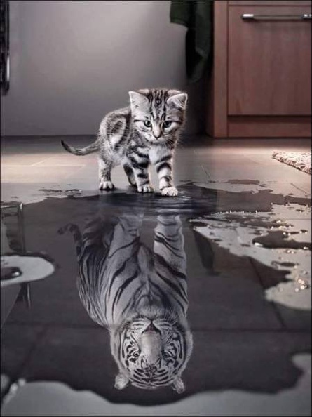 cat-tiger.jpg