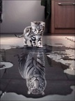 cat-tiger