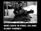 see-sofa-is-free-go-and-sleep-there-cat
