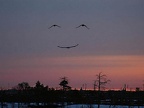 smile birds