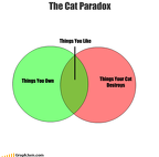 the cat paradox
